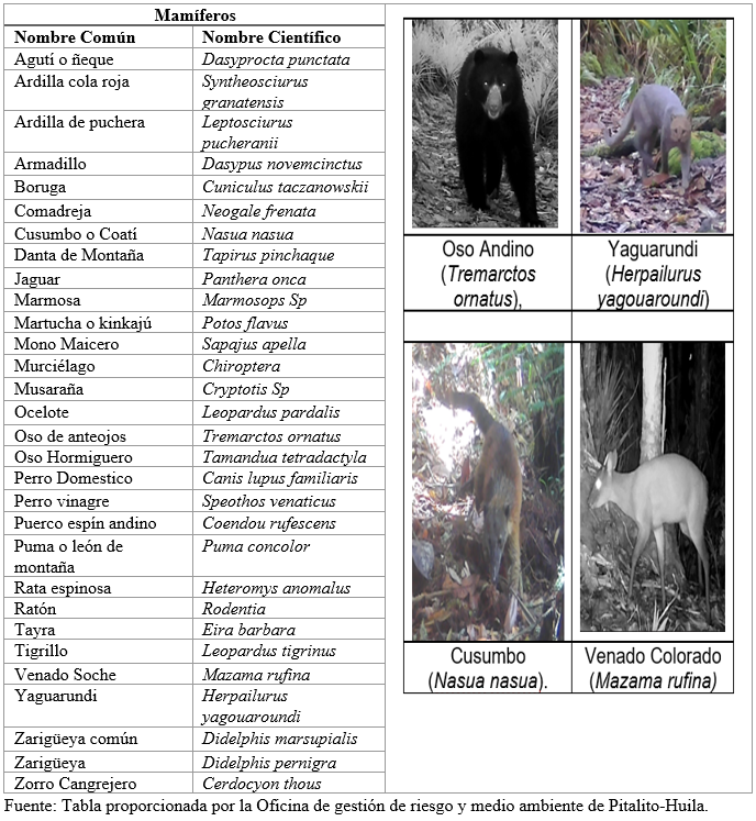 Registro de especies de Mamíferos